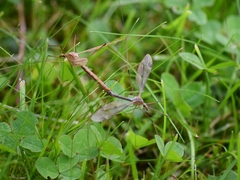 Tipula fulvipennis