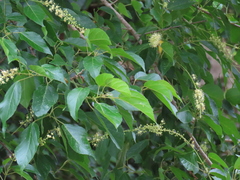 Croton sylvaticus