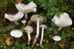 Hygrophorus piceae