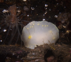 Cadlina laevis
