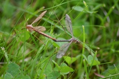 Tipula fulvipennis