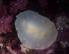Cadlina laevis