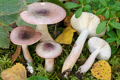 Russula gracillima