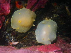 Cadlina laevis