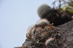 Mammillaria marcosii