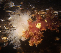 Dendronotus lacteus
