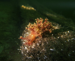 Dendronotus lacteus