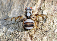 Myennis octopunctata