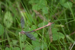 Tipula fulvipennis