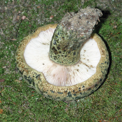Lactarius atroviridis