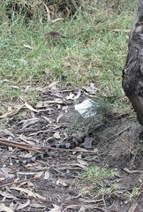 Lampropeltis micropholis