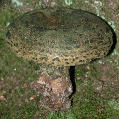 Lactarius atroviridis