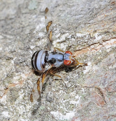 Myennis octopunctata