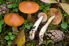 Cortinarius causticus