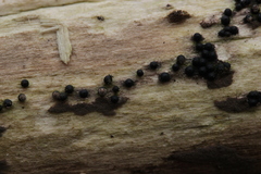 Rosellinia