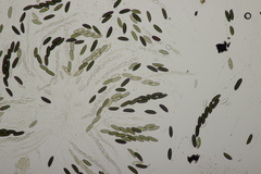 Rosellinia