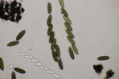 Rosellinia