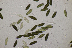 Rosellinia