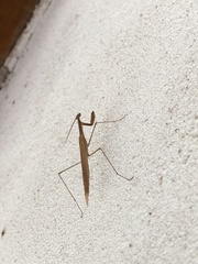 Mantodea