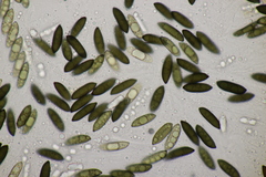 Rosellinia
