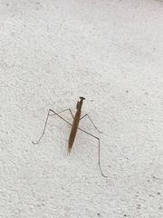 Mantodea