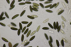 Rosellinia