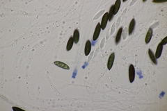 Rosellinia