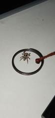 Plexippus petersi