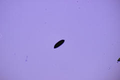 Rosellinia
