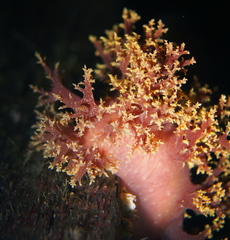 Dendronotus lacteus