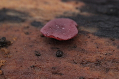Ascocoryne cylichnium
