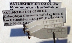 Monomorium barbatulum
