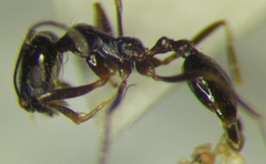 Monomorium barbatulum