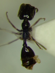 Monomorium barbatulum