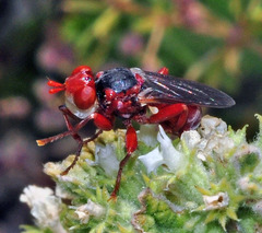 Myopa dorsalis