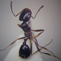 Monomorium barbatulum