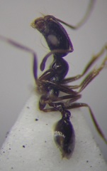 Monomorium barbatulum
