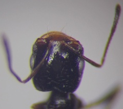 Monomorium barbatulum