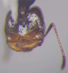 Monomorium barbatulum