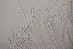 Ascocoryne cylichnium