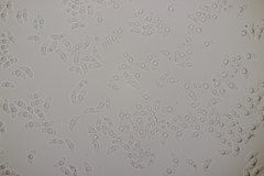 Myxarium nucleatum