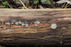 Myxarium nucleatum