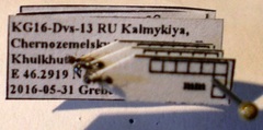 Monomorium barbatulum