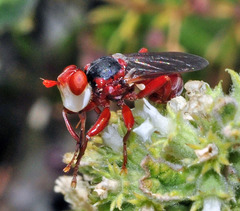 Myopa dorsalis