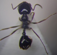 Monomorium barbatulum