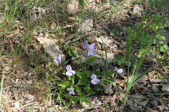 Viola suavis
