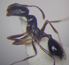 Monomorium barbatulum