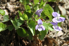 Viola suavis