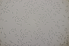 Myxarium nucleatum