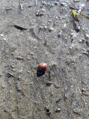 Laevicardium substriatum